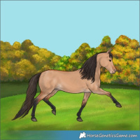 Horse Color:Bay Dun 
