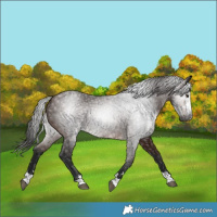 Horse Color:Gray Bay 
