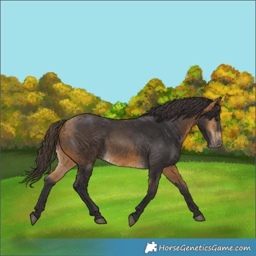 Horse Color:Buckskin 