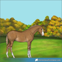 Horse Color:Chocolate Palomino Dun