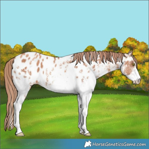 Horse Color:White Spotted Gold Champagne Appaloosa 