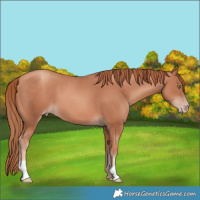 Horse Color:Gold Champagne 