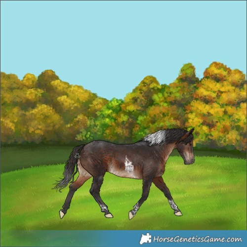 Horse Color:Brown Tobiano 