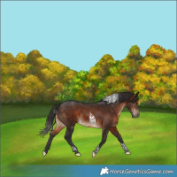 Horse Color:Brown Tobiano 