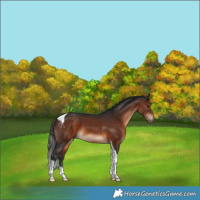 Horse Color:Brown Tobiano 