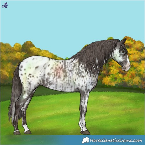 Horse Color:Liver Chestnut Sabino Splash Blanket  and Liver Chestnut Sabino Splash Near Leopard 