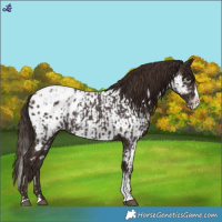 Horse Color:Liver Chestnut Sabino Splash Appaloosa  and Liver Chestnut Sabino Splash Appaloosa 