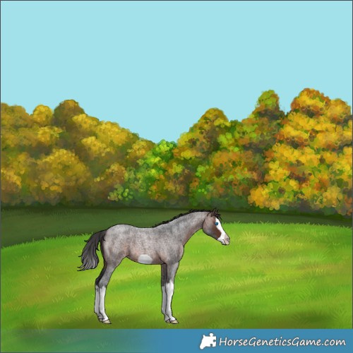 Horse Color:Brown Roan Splash Frame 