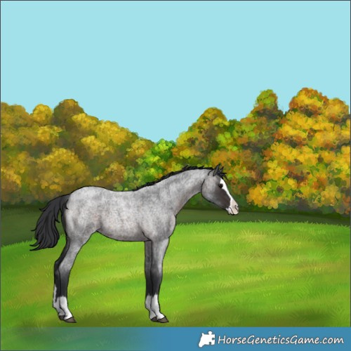 Horse Color:Brown Roan Splash Rabicano 