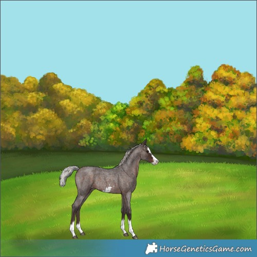 Horse Color:Silver Brown Roan Splash Frame Rabicano 