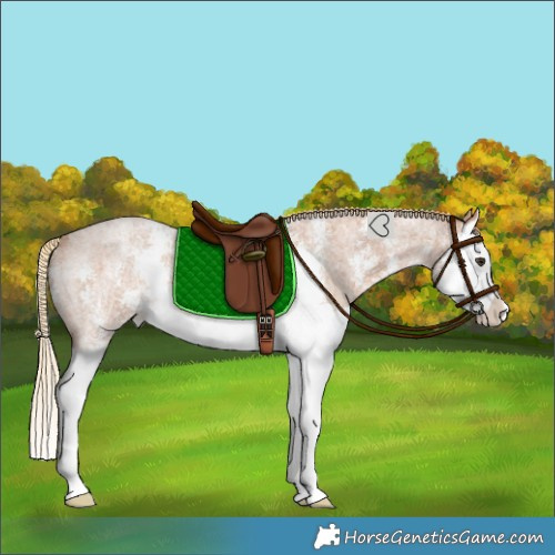 Horse Color:Red Roan Sabino Splash Rabicano 