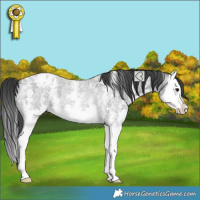 Horse Color:Blue Roan Sabino Splash Appaloosa Rabicano 