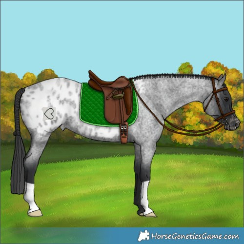 Horse Color:Blue Roan Appaloosa 