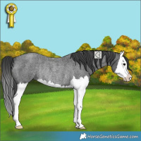 Horse Color:Blue Roan Splash Rabicano 