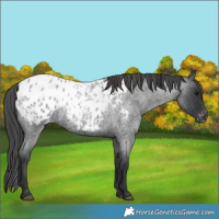 Horse Color:Blue Roan Blanket 
