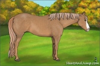 Horse Color:Palomino Splash