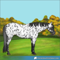 Horse Color:Blue Roan Appaloosa