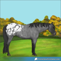 Horse Color:Blue Roan Appaloosa 