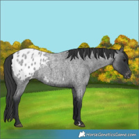 Horse Color:Blue Roan Appaloosa 