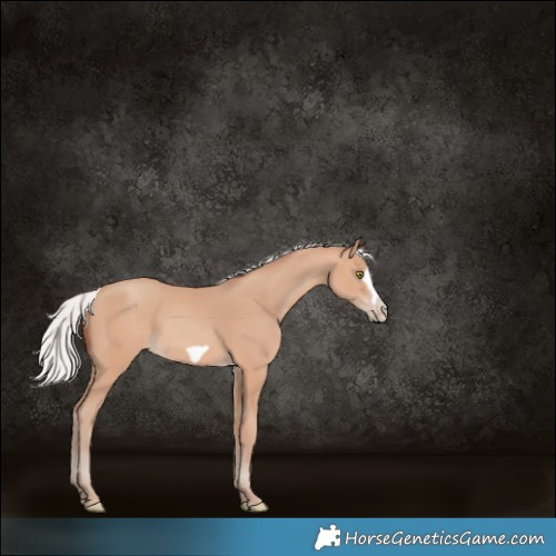 Horse Color:Silver Amber Champagne Frame 