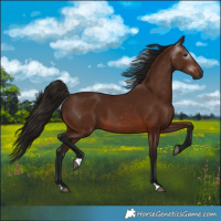 Horse Color:Gray Bay 