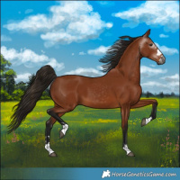 Horse Color:Gray Bay 