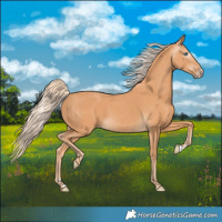 Horse Color:Gray Cremello 
