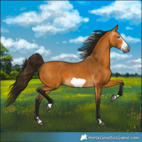 Horse Color:Gray Buckskin Frame 