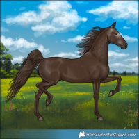 Horse Color:Gray Chestnut 