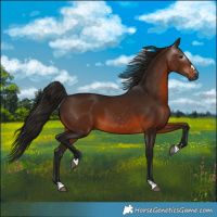 Horse Color:Gray Bay 