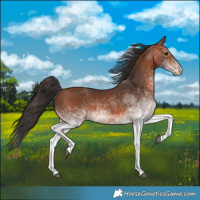 Horse Color:White Spotted Bay 