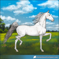 Horse Color:White Spotted Bay 