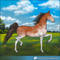 Horse Color:White Spotted Bay 