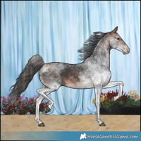 Horse Color:White Spotted Bay 