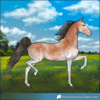 Horse Color:White Spotted Bay 