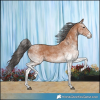 Horse Color:White Spotted Bay 