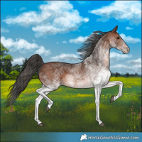 Horse Color:White Spotted Brown 