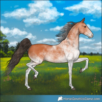Horse Color:White Spotted Bay 