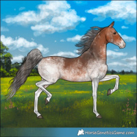 Horse Color:White Spotted Bay 