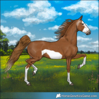 Horse Color:Gray Chestnut Splash Frame 