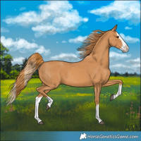 Horse Color:Chestnut Splash 