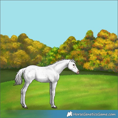 Horse Color:Brown Sabino Splash Frame Rabicano 