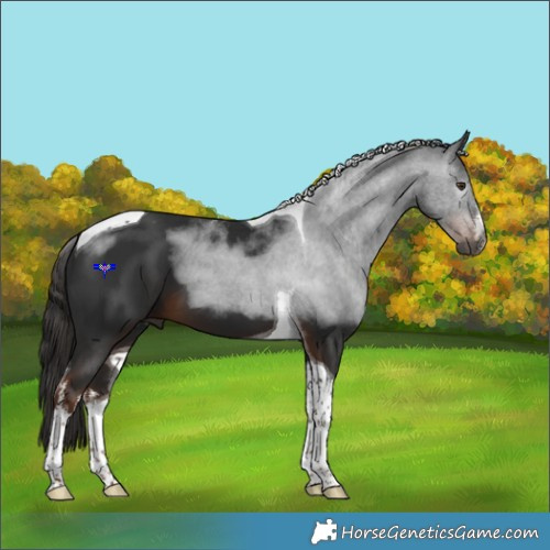 Horse Color:Gray White Spotted Liver Chestnut Tobiano 