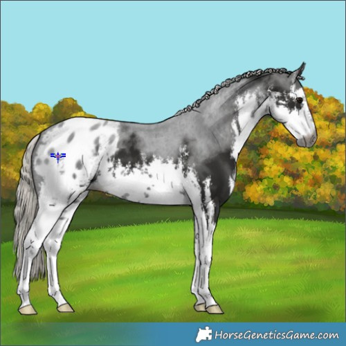 Horse Color:Gray White Spotted Silver Black Blanket 
