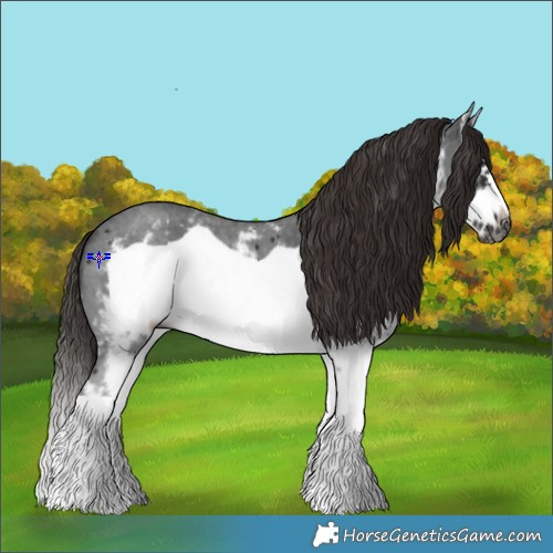 Horse Color:Gray White Spotted Liver Chestnut Sabino Splash Frame 
