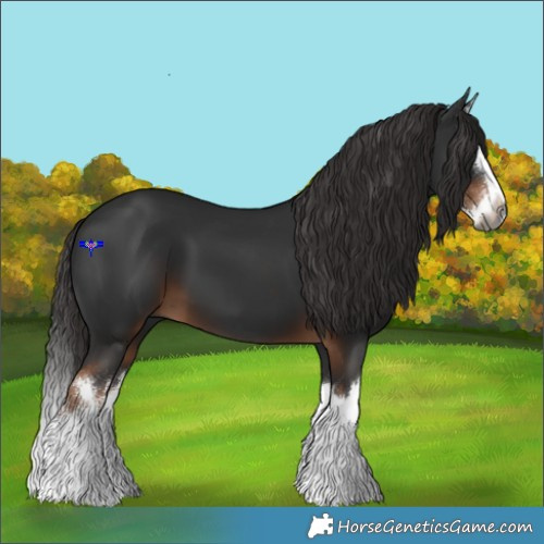 Horse Color:Gray White Spotted Liver Chestnut Splash 