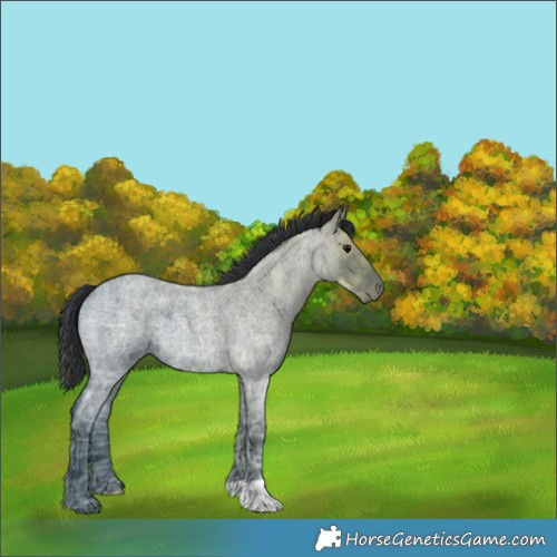 Horse Color:Blue Ice Roan 