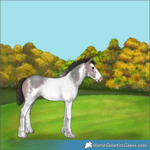 Horse Color:White Spotted Bay Sabino Frame 