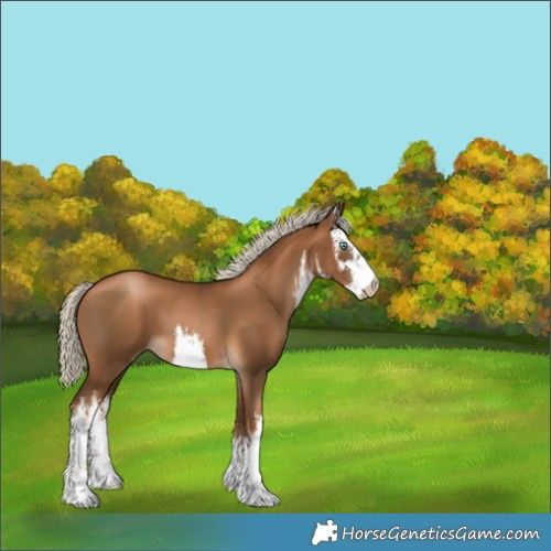 Horse Color:Gray White Spotted Chocolate Palomino Pearl 