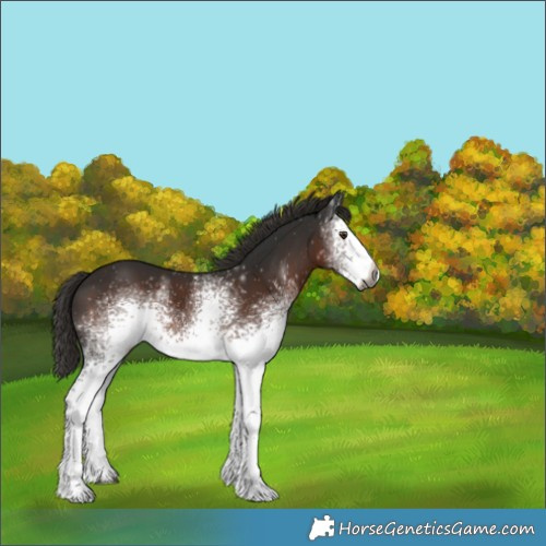 Horse Color:Gray White Spotted Liver Chestnut 